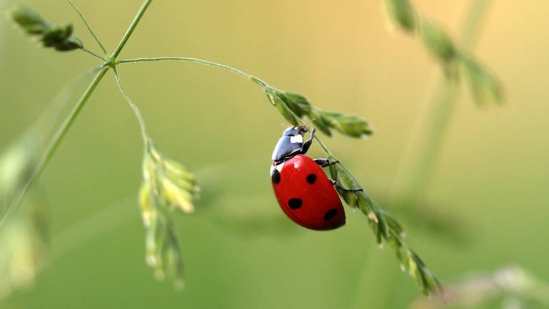 Hasznos rovarok a kertben – Katicabogár